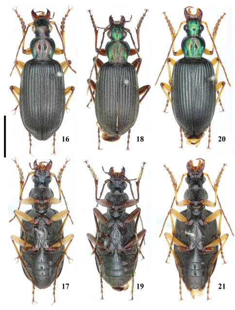 Figures 16–21.