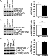 Figure 4—figure supplement 2.
