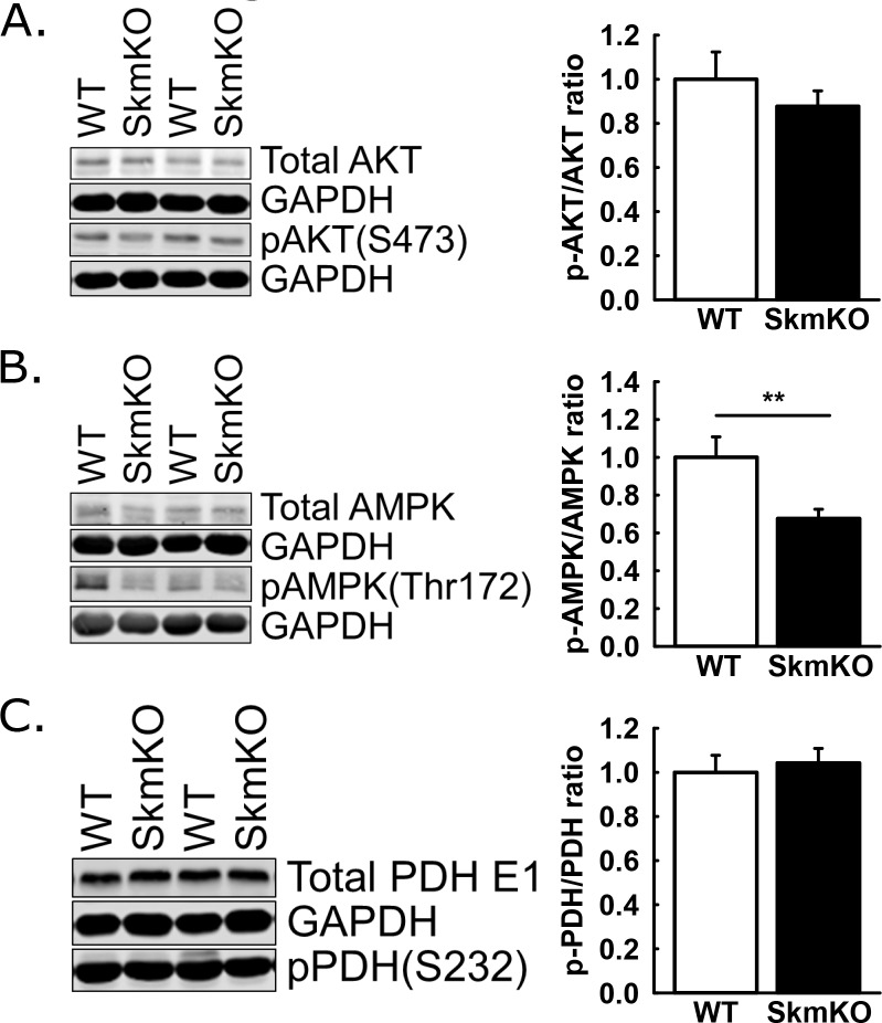 Figure 4—figure supplement 2.