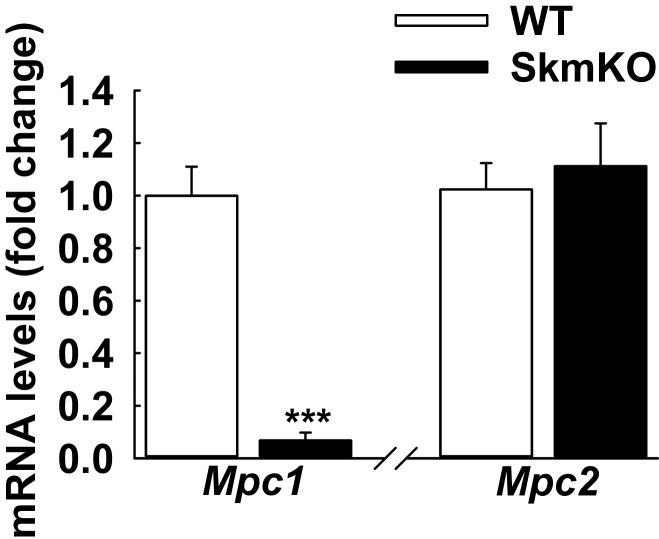 Figure 1—figure supplement 1.