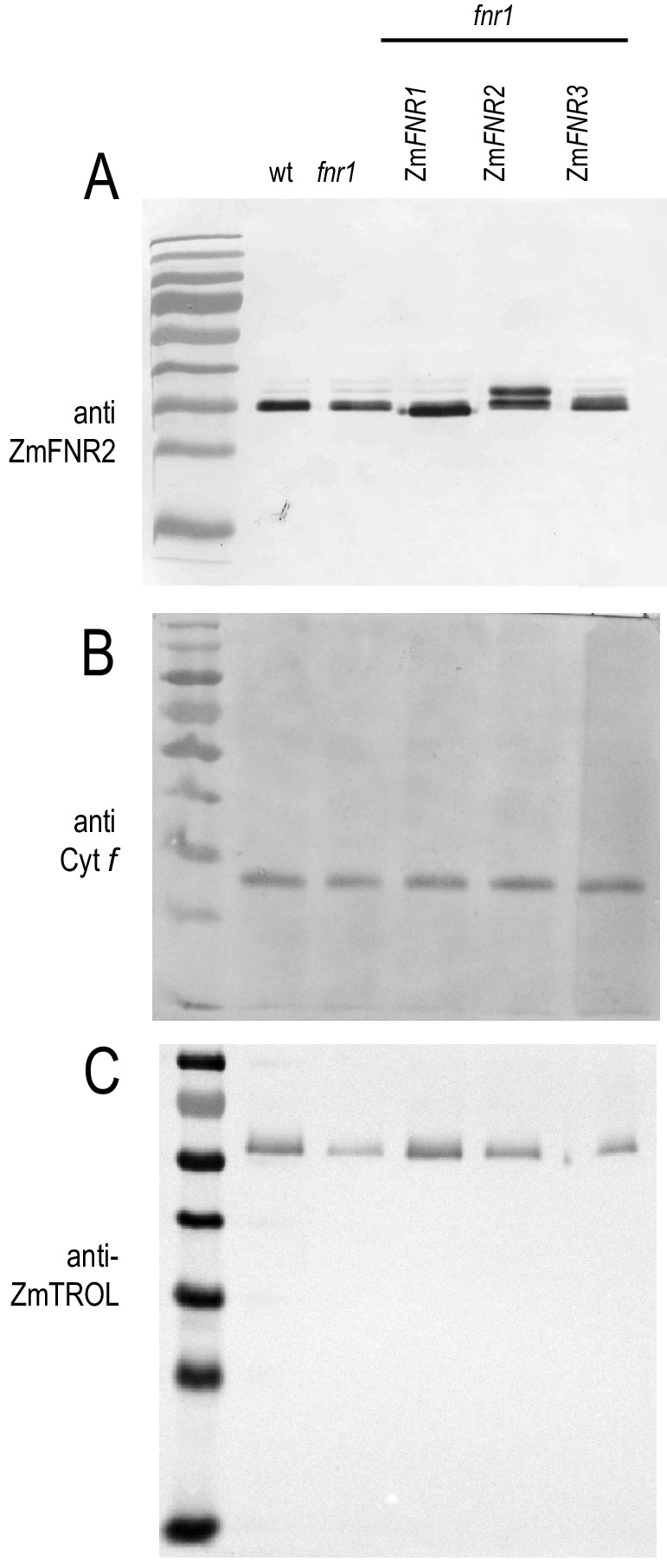 Figure 1—figure supplement 1.