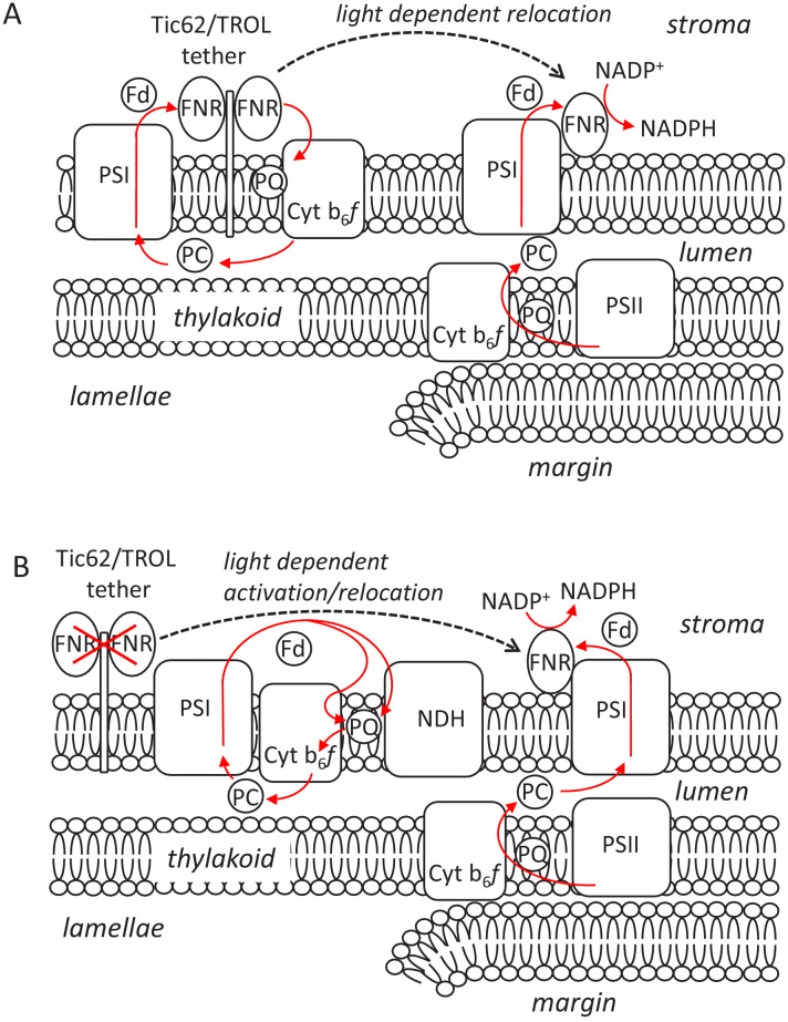 Figure 6—figure supplement 1.