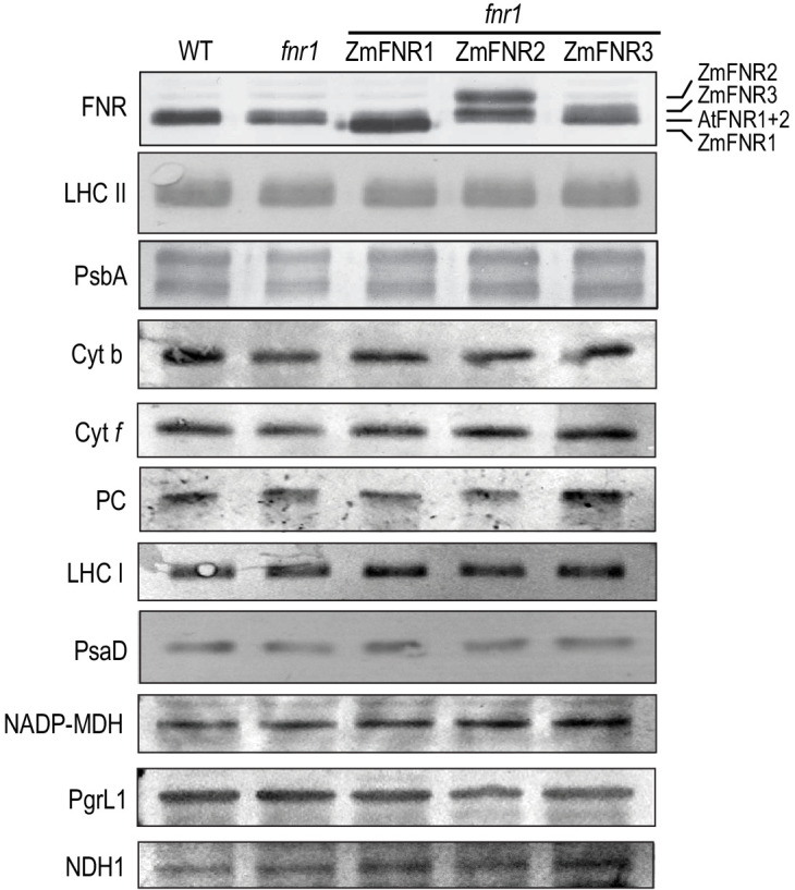 Figure 4—figure supplement 1.