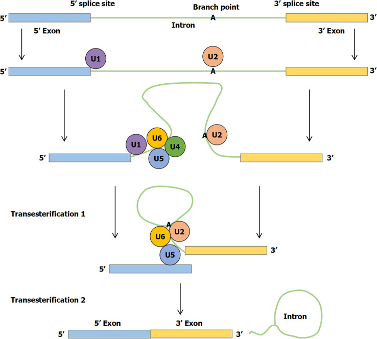 Figure 1