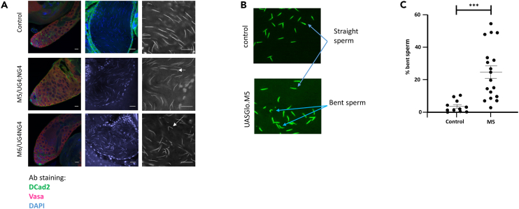 Figure 4