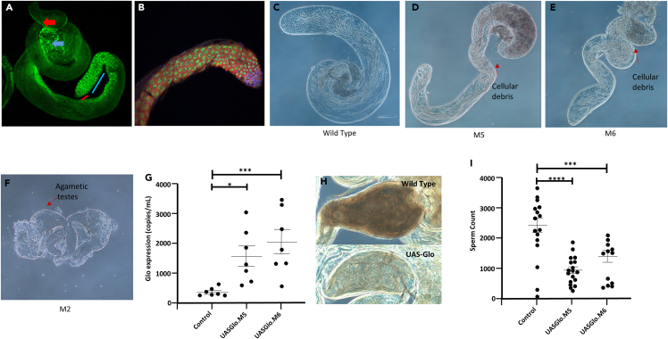 Figure 3