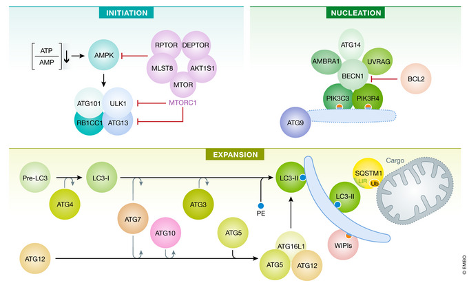 Box 1. Core regulation of canonical autophagy