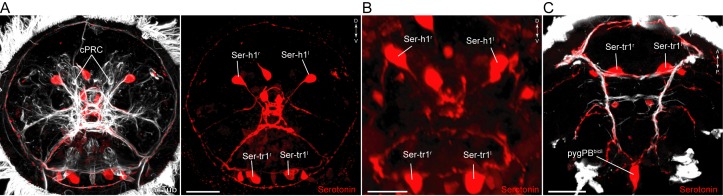 Figure 3—figure supplement 1.