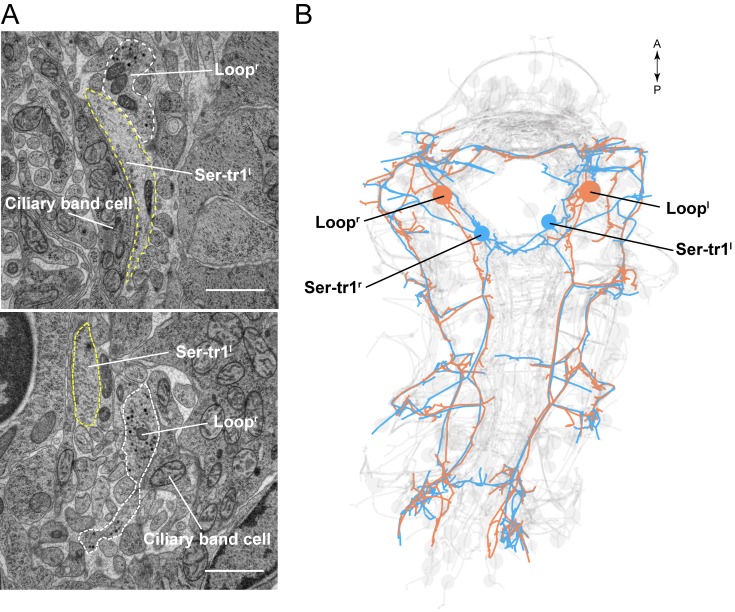 Figure 3—figure supplement 2.