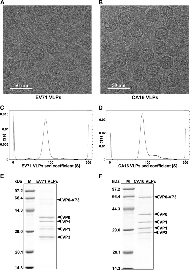 FIG 1