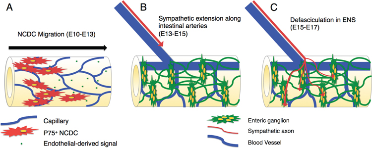 Fig 10.