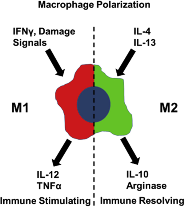 Figure. 2