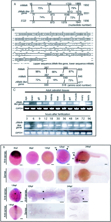 FIG.1.