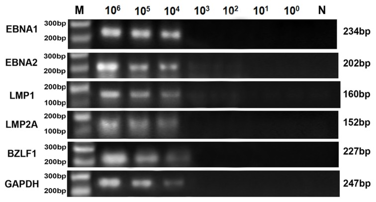 Figure 5.