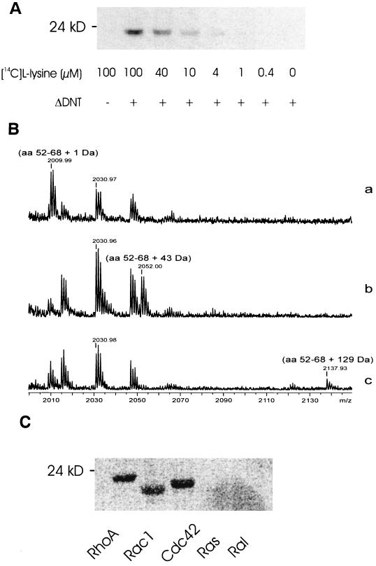 FIG. 1