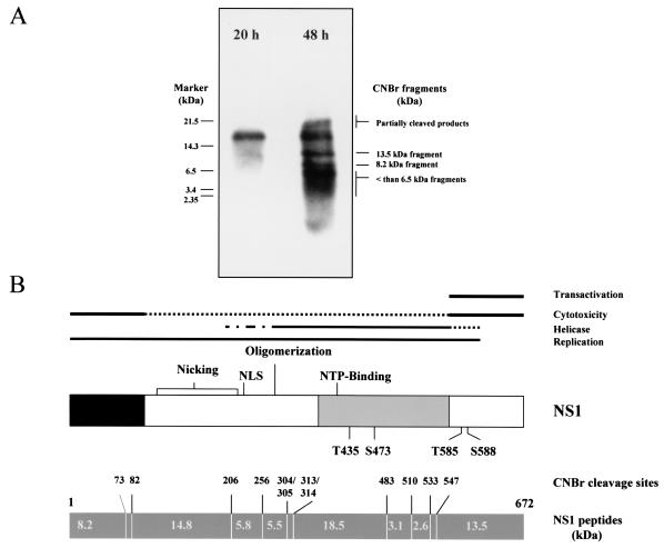 FIG. 1.