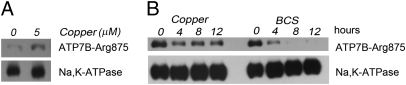 Fig. 7.