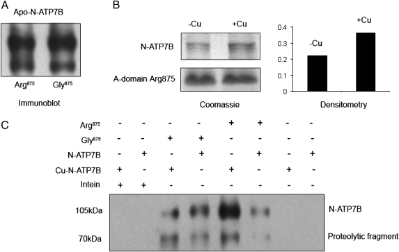 Fig. 6.