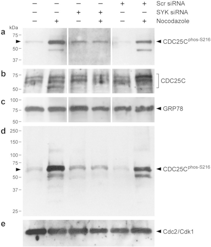 Fig. 8