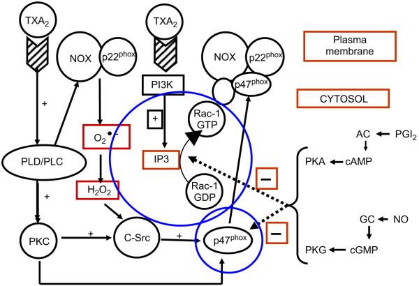 Fig. 7