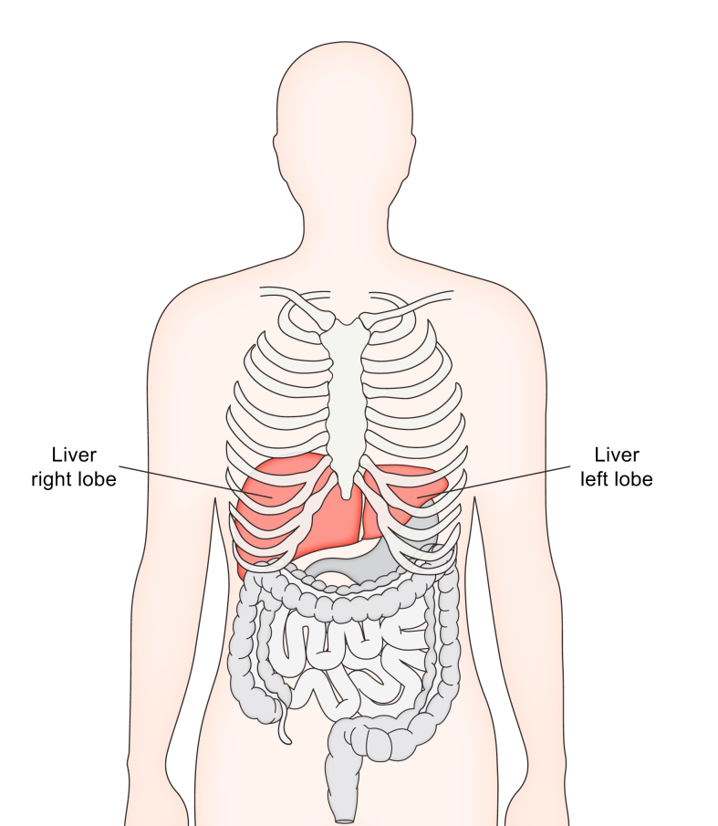 Fig. 1