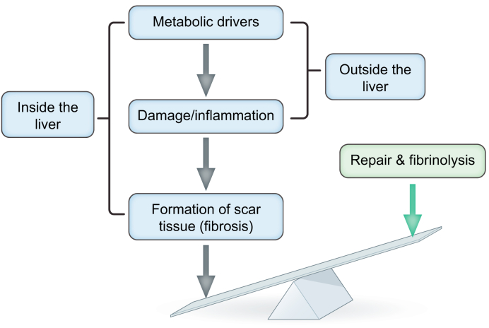 Fig. 12