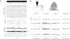 Figure 4—figure supplement 1.