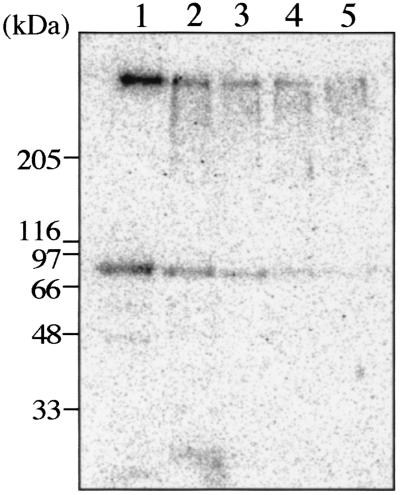 FIG. 5.