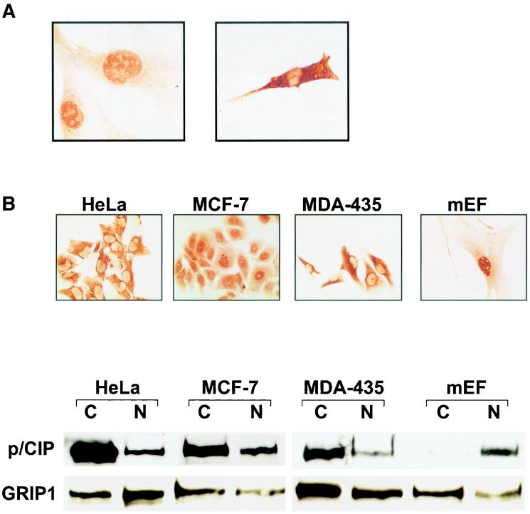 FIG. 2.