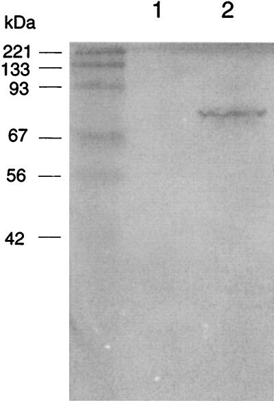 FIG. 1
