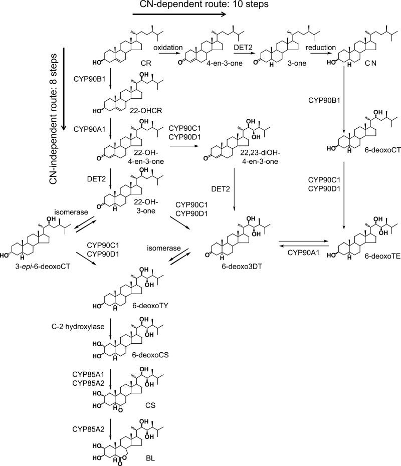 FIGURE 5.