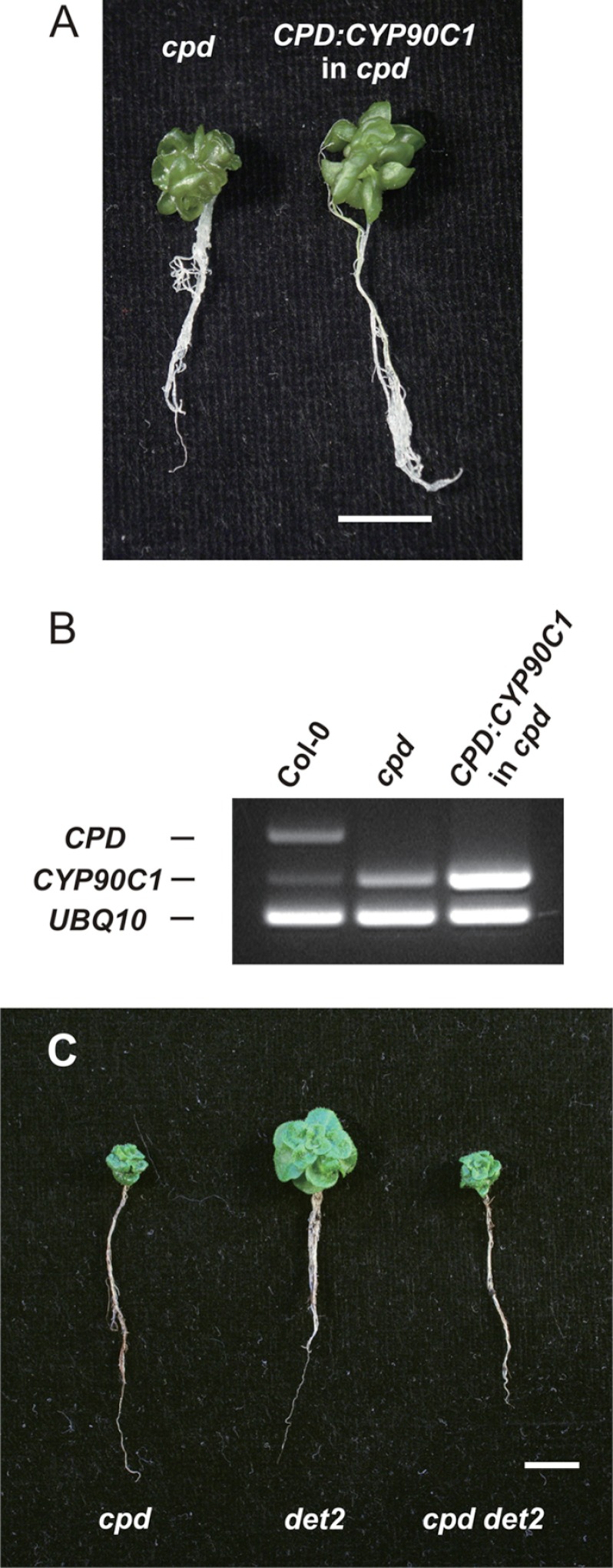 FIGURE 2.