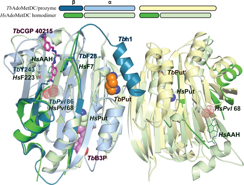 Figure 6—figure supplement 1.