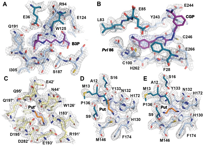 Figure 3—figure supplement 2.