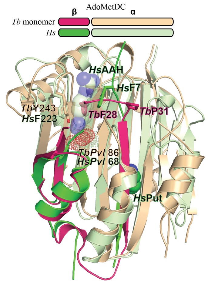 Figure 2—figure supplement 1.