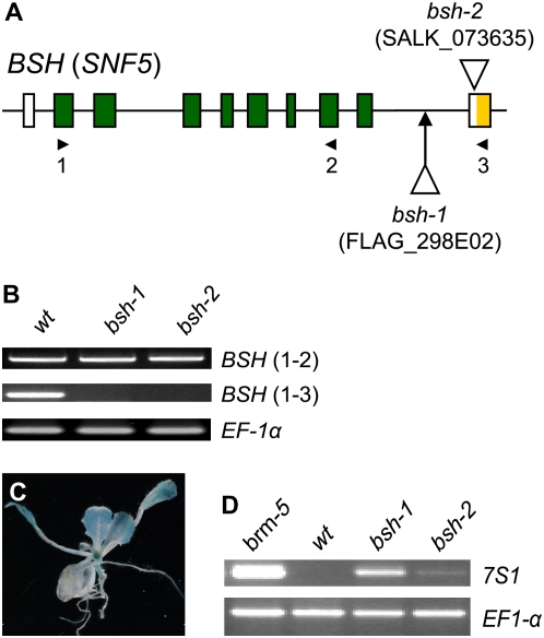 Figure 5.