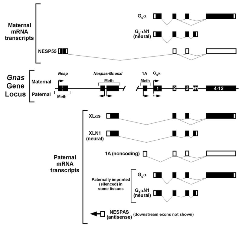 Fig 1