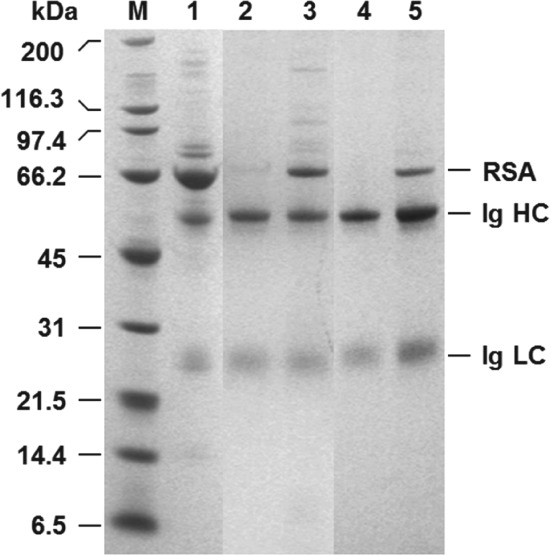 JCTB-5599-FIG-0003-b