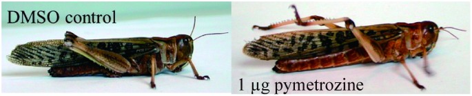 Fig. 1. African migratory locust, Locusta migratoria, 10 min after injection with 1 µL DMSO, left, or 1 µL DMSO containing 1 µg pymetrozine, right.