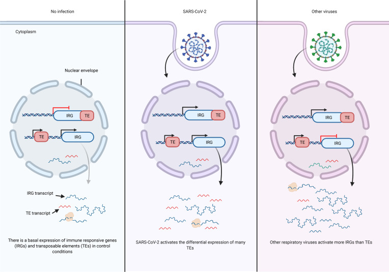 graphic file with name jciinsight-6-147170-g069.jpg