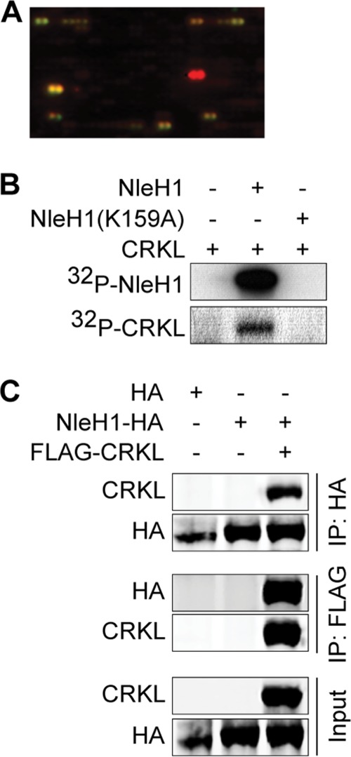 FIGURE 1.