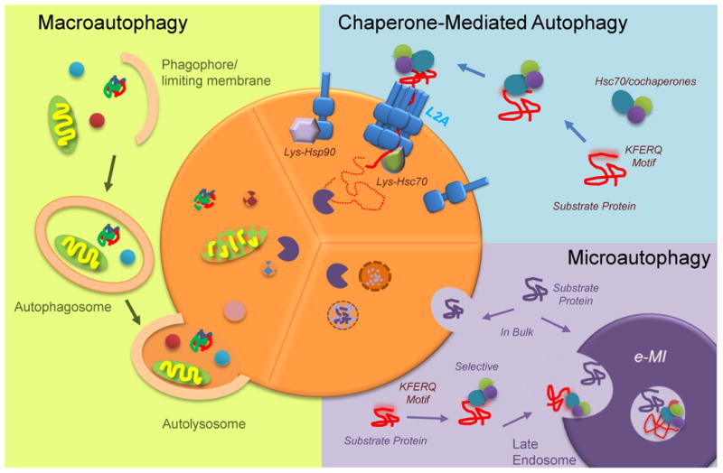 Autophagy and human disease: emerging themes - PMC