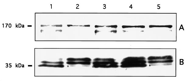 FIG. 5