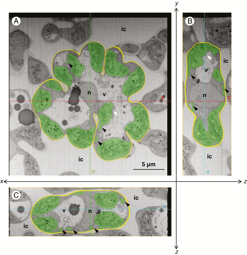 Fig. 2.