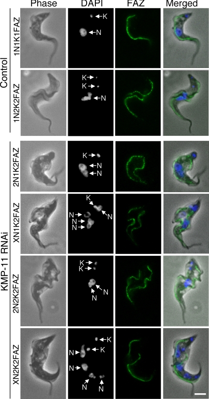 FIG. 7.