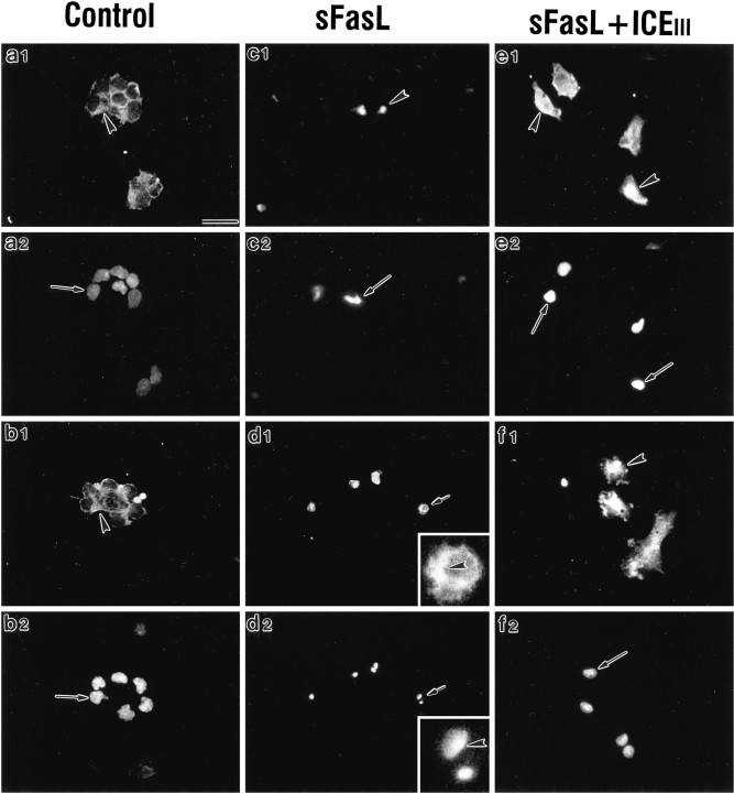 Fig. 12.