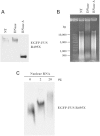 Figure 5.