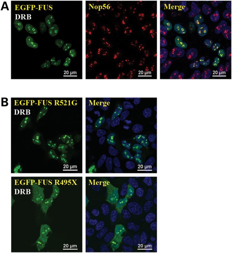 Figure 2.