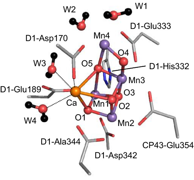 Fig. 1