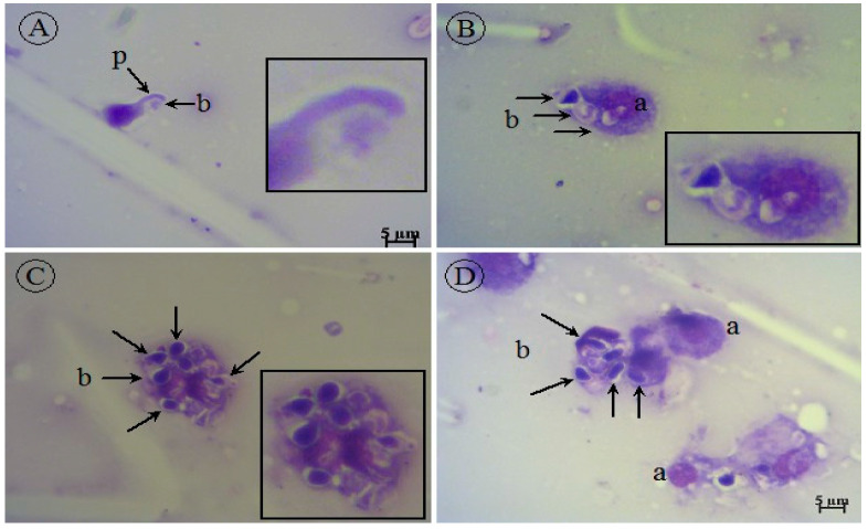 Figure 7